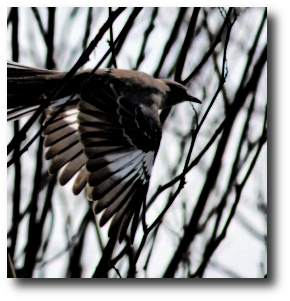 In her dark corner of the kitchen, Branwen plotted. Tomorrow she would put out more crumbs. The bird would listen longer. “Alas for Branwen the White, who suffers every day.” Artwork : Original (brilliantly clear!) photo taken by . Modified and used under a License.