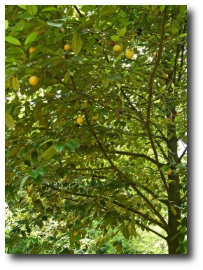 Artwork : Nutmeg tree, . Photo courtesy of and licensed under the .