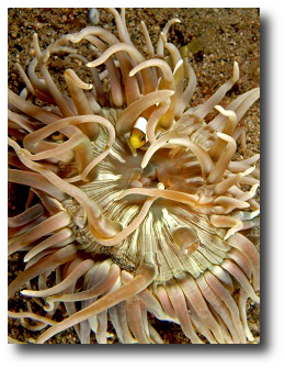  the sea anenome. Artwork : Photo courtesy of  and used under a   license.