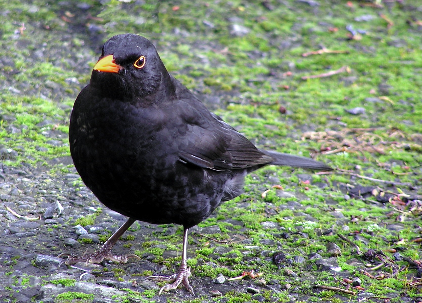 Worksheet The Black Bird the song of fiction online blackbird