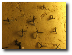 Roman caltrops. Artwork brought to us through the and licensed under the .