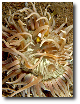 the sea anenome. Artwork : Photo courtesy of and used under a license.