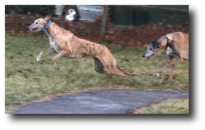 “This morning I fed the six I got yesterday, let them race around the kennels. What else’ve they got?” Artwork used under a Creative Commons Attribution 2.0 Generic license, courtesy of .