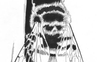Honeybee