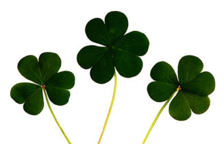 Clovers